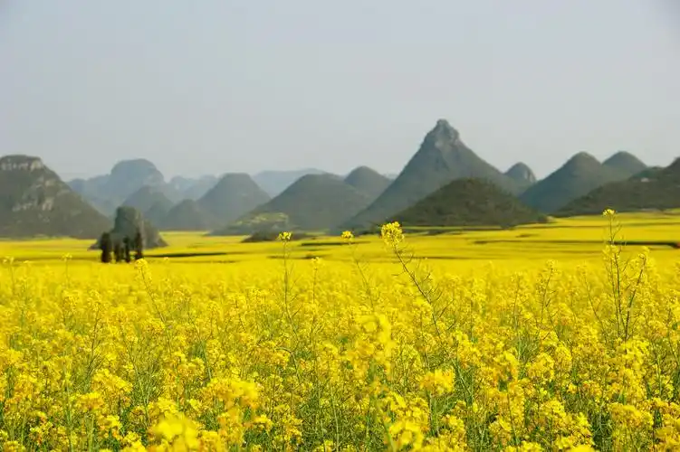 走进云南---金色罗平(2)_风景_poco摄影,风光,罗平,浪人行