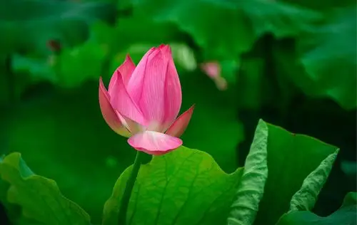 今夏"荷"处去,宁国最全荷花欣赏地,请拿好了!