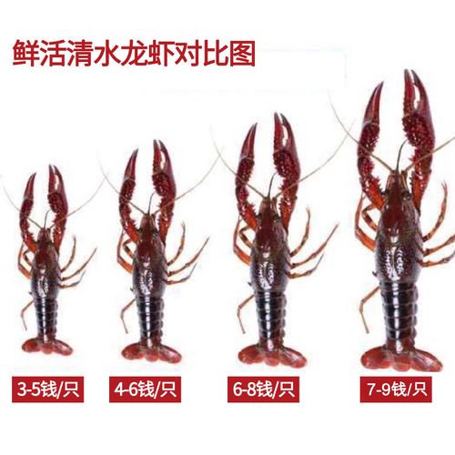 梦尝客【活鲜】梦尝客小龙虾鲜活水产活虾同城速配多规格5斤装 4-6钱