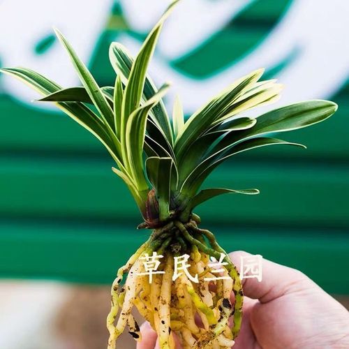 兰花 矮种【送养殖土】西施冠 花卉金边建兰墨兰室内绿植好养易活