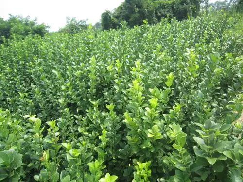 胶东卫矛季节修剪,季节施肥图片