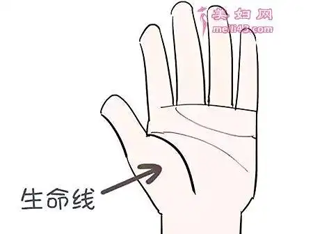3,生命线呈现倒钩状生命线与寿命息息相关,又长又直,纹路清晰的生命线