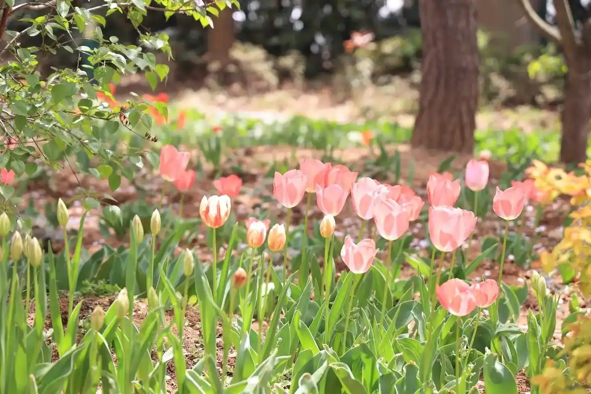 青岛的春天.#青岛浪漫赏花季#治愈系风景 #一起享受大自然的 - 抖音