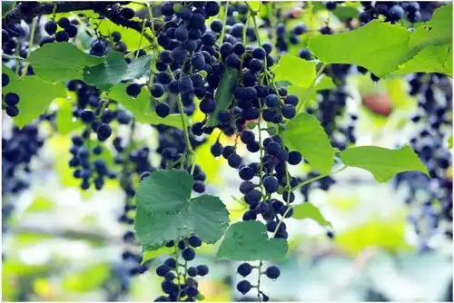 紫阆野生刺葡萄园