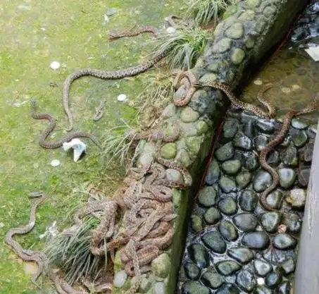 千岛湖蛇岛为什么关闭:千岛湖蛇岛简介及相关问题解答