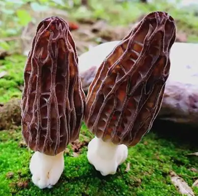 高原野生羊肚菌图片及价格多少钱一斤?