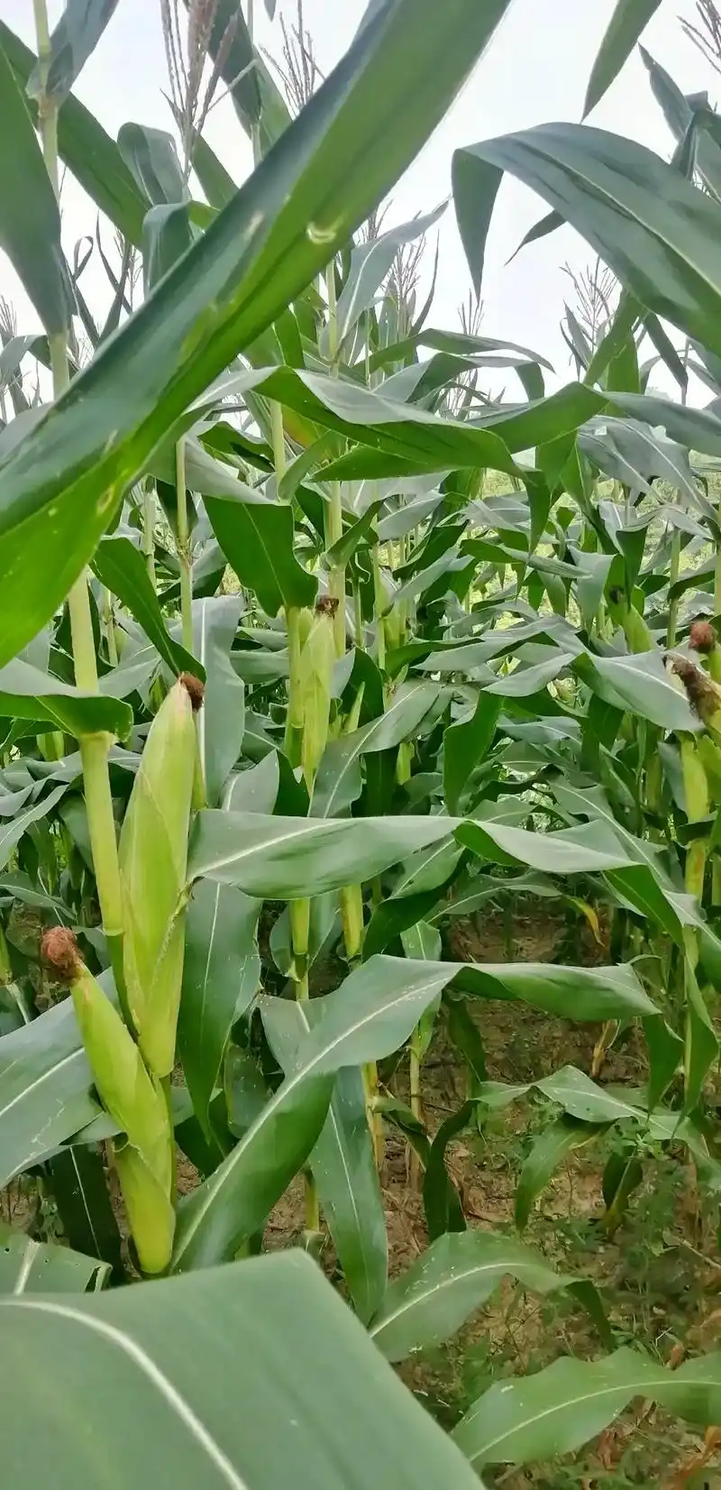 秋天丰收景色#玉米长长盈满筐,金光闪闪乐农桑.田间处处丰收 - 抖音