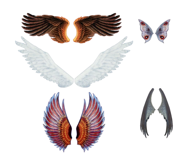 天使的翅膀图片