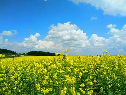 去内蒙古大草原赤峰市克什克腾路上拍白云蓝天一朵朵2019年8月8日