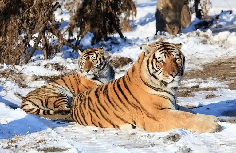 回顾老人收养东北虎幼崽3年后遭施工队强行拆房东北虎相助