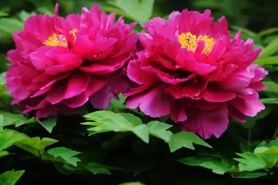 郭红元:牡丹花已经成为洛阳这座古城的一份子