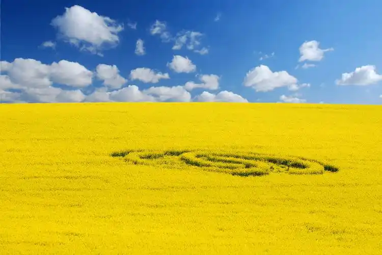 金黄的田园景致,图片,壁纸,自然风景-桌酷