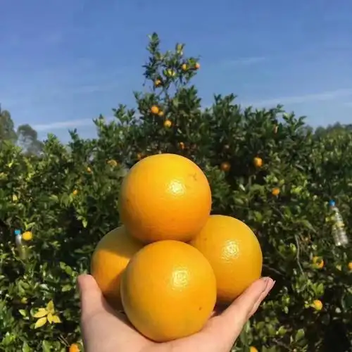 廉江红橙