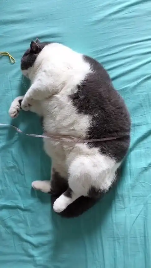 这可能是迄今为止,我见过腰围最粗的猫咪了