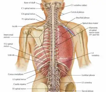 人体后背结构示意图