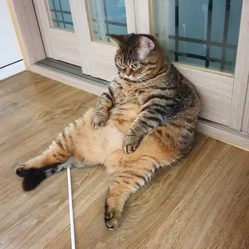 有i肥猫的嘛,我真的对这种胖乎乎的手感毫无抵抗力!