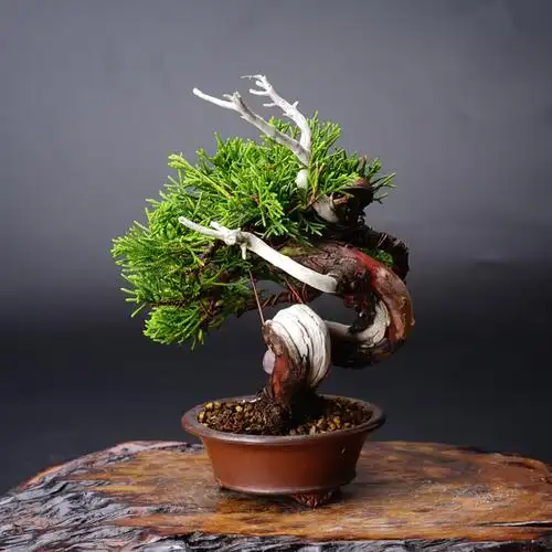 怡景园 日本小品迷你真柏 松柏盆景 盆栽日本进口原土原盆1