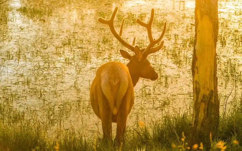 唯美麋鹿摄影壁纸_自然草地上的麋鹿