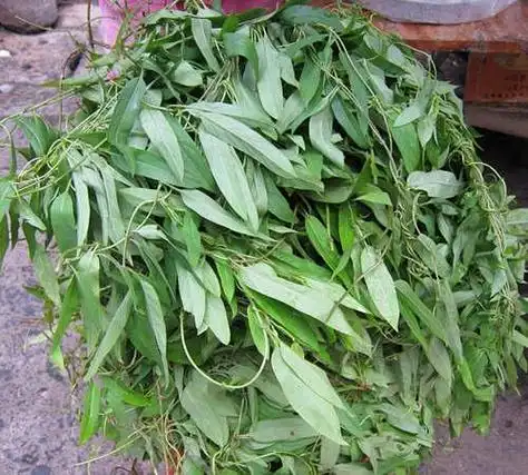 ">鸡屎藤粑仔 /a>是富有地方特色的民间滋补品,也有称为鸡屎藤仔,以