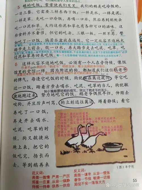 四年级语文下册第15课《白鹅》课堂笔记,可以关注收藏