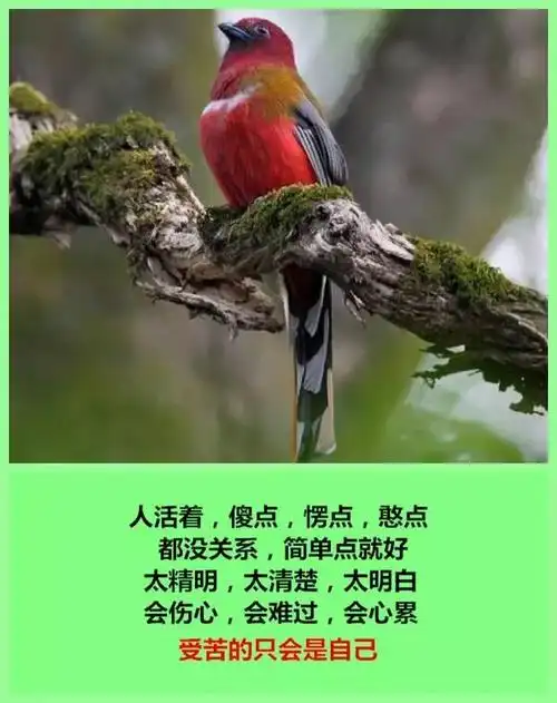 无论有多困难,都坚强地抬头挺胸,人生是一场醒悟,不要昨天,不要明天