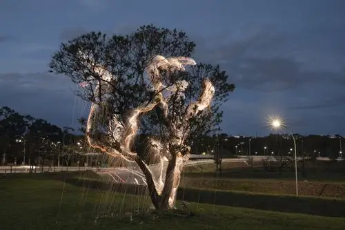 发光的树vitorschietti光绘作品