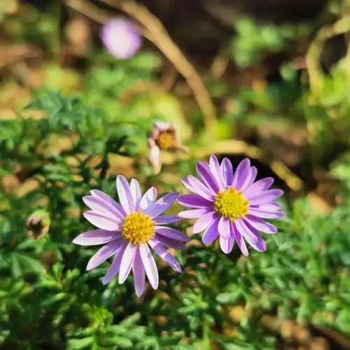 森林公园的小花小草也敲可爱