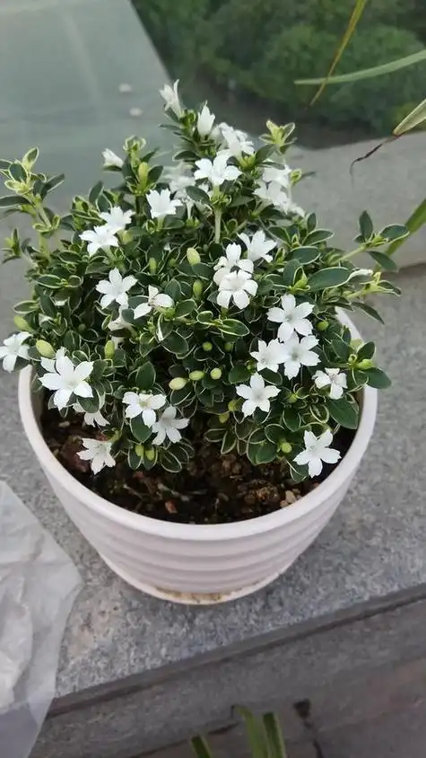 "六月雪"和"六月霜"指哪些植物?