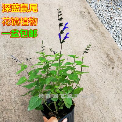 花镜植物深蓝鼠尾草盆栽观赏 庭院花园地栽阳台幻紫鼠尾草盆栽