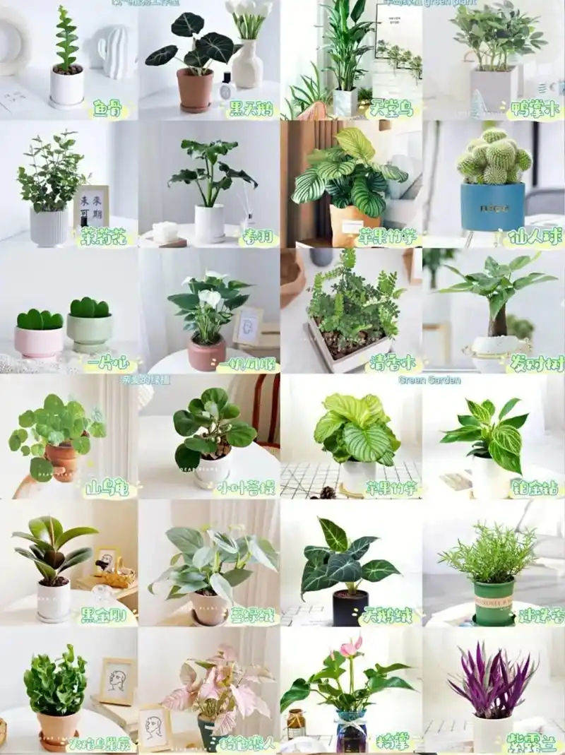 高颜值好养活室内绿植.