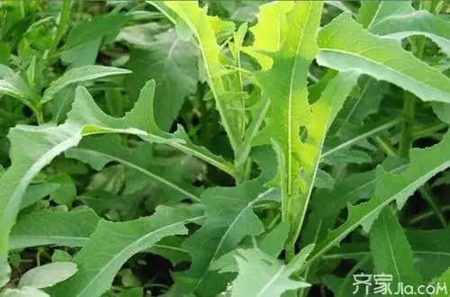 苦菜的功效与作用 藏在民间的"宝贝"