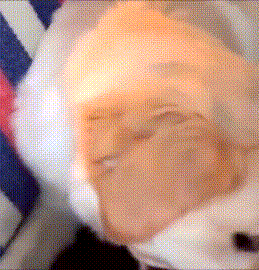 小狗狗汪星人搞笑可爱淘气gif动图_动态图_表情包下载_soogif