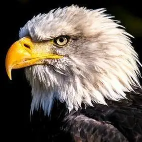 鹰的霸气头像图片 霸气头像图片大全 -【爱个性】