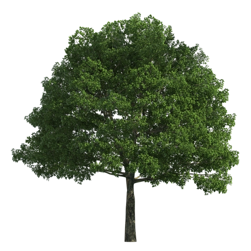 园林景观透明png