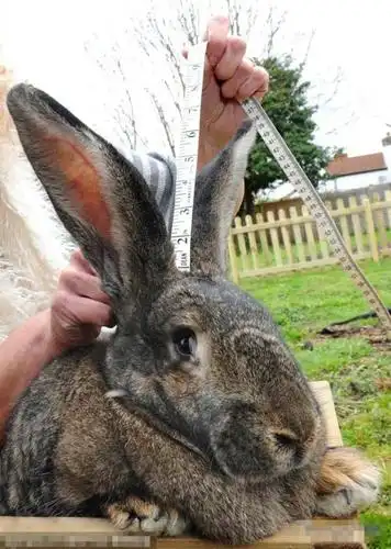 世界第一胖兔型兔子体重达50斤[组图]