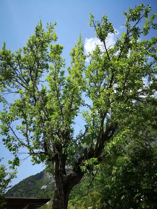 这棵桑树有名堂