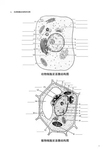 高中生物动植物细胞模式图及细胞结构的比较doc