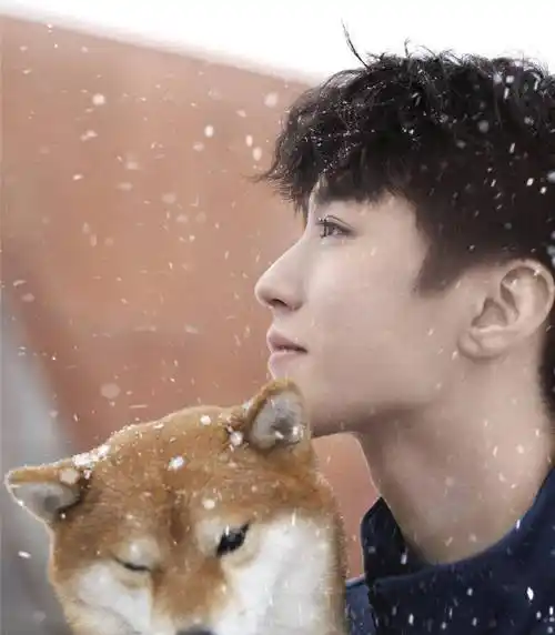 王俊凯堆雪人画面唯美,和柴犬漫步雪地之间,独自远眺_小柴_肚子_因为