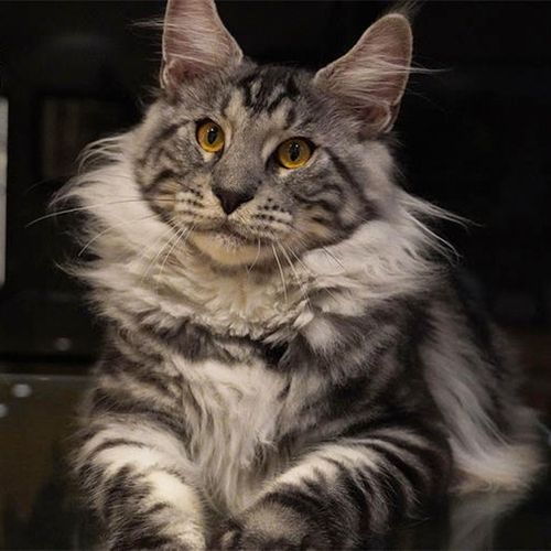 猫舍自繁育缅因猫幼崽红虎棕虎银虎烟熏凯米色缅因猫活体可线下自