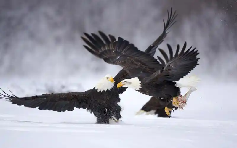 老鹰高清动物壁纸_性情凶猛的老鹰
