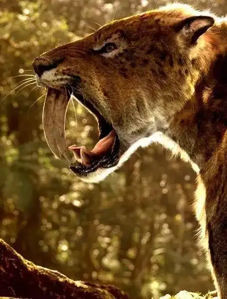 剑齿虎可不是单一的物种,它们是大家族|猫科|犬齿|始新世_网易订阅