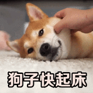 狗狗为什么每天早上准时叫你起床?真相有些意外