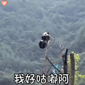 小熊猫表情包动图