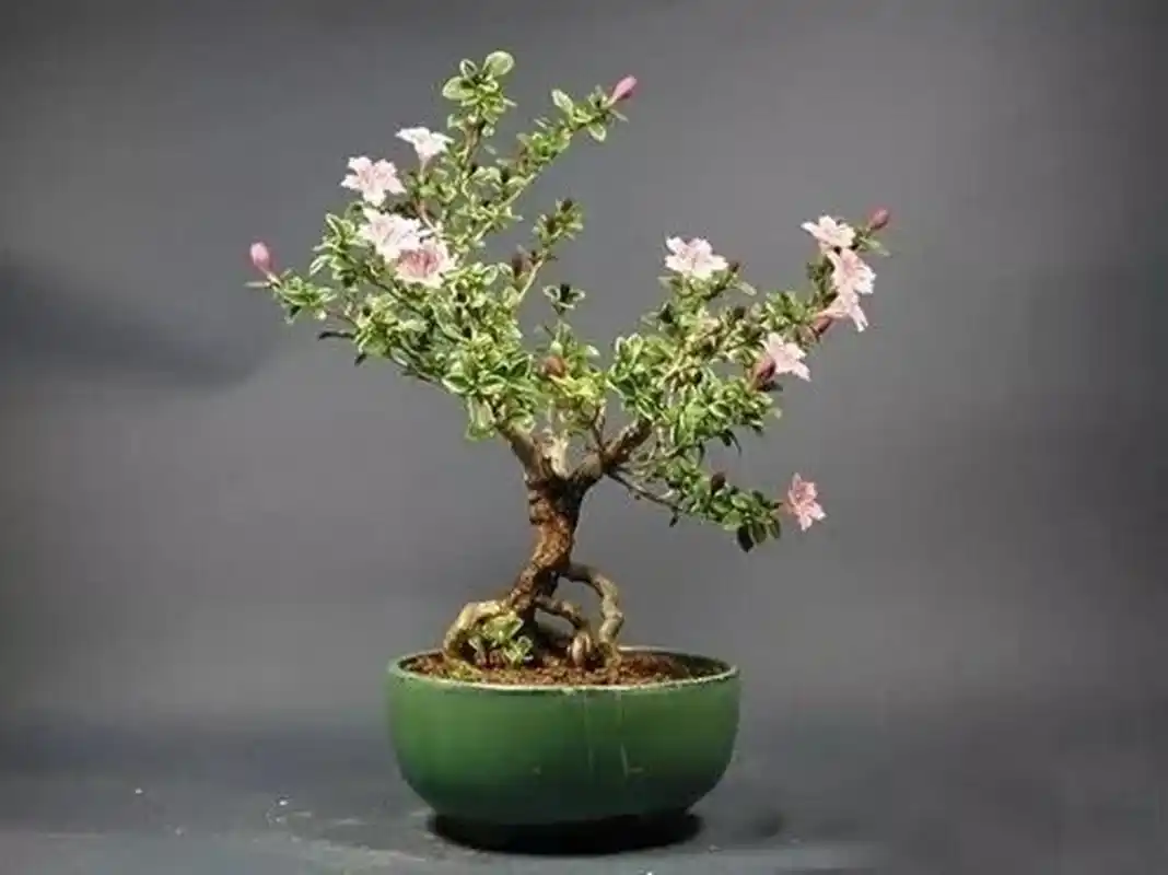 种一盆六月雪盆景,你与夏天最好的约定 六月雪是常绿小灌木,枝干清秀
