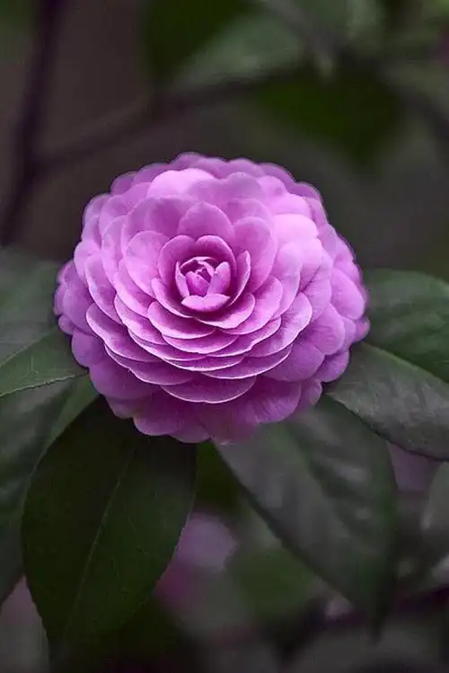 茶花的品种极多,是中国传统的观赏花卉,"十大名花"