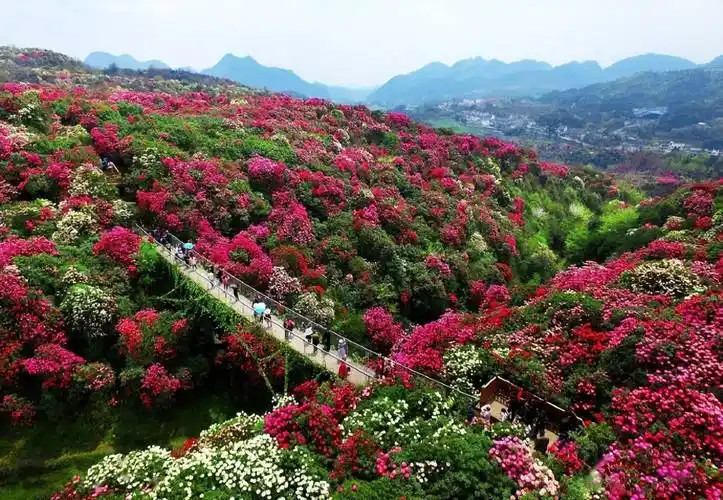 毕节百里杜鹃花开漫山遍野整片的山坡姹紫嫣红宛若人间仙境