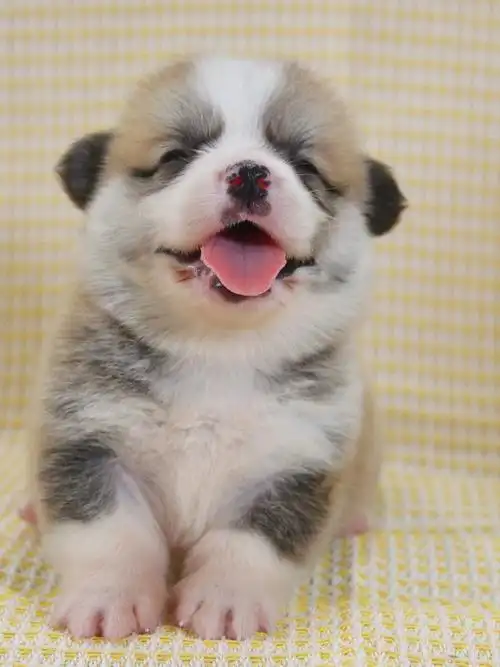 25日龄会笑的小奶狗耶