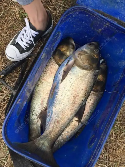 又到了一年一度的杀鲢季节了 天元饵料钓鲢鳙鱼