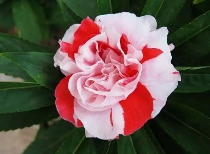 夏天家里养此款花花期长花量大养家里一整年都有好运气