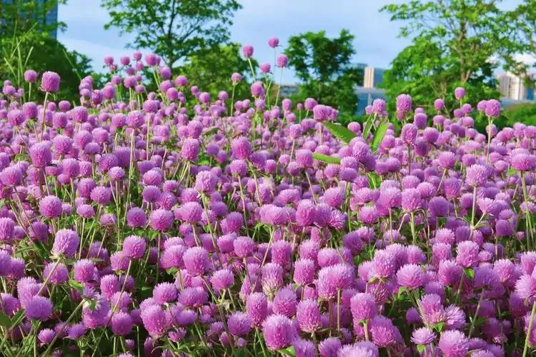 我见到的山东本土植物和园林栽培植物(444)千日红(栽培)